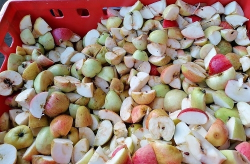 Viele Äpfel in Sammelbehälter