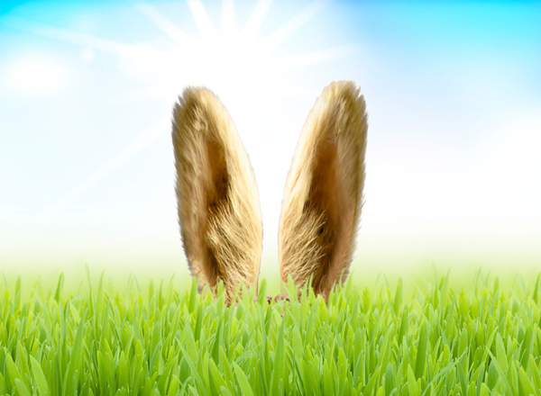 Osterhase auf der Wiese.